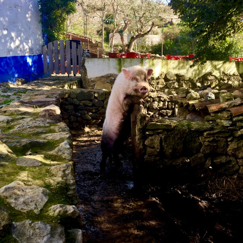 aldeia-da-mata-49-1-6